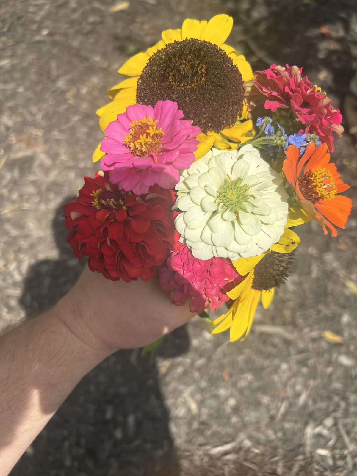 A hand-tied bouquet of zinnias and sunflowers from the flower patch