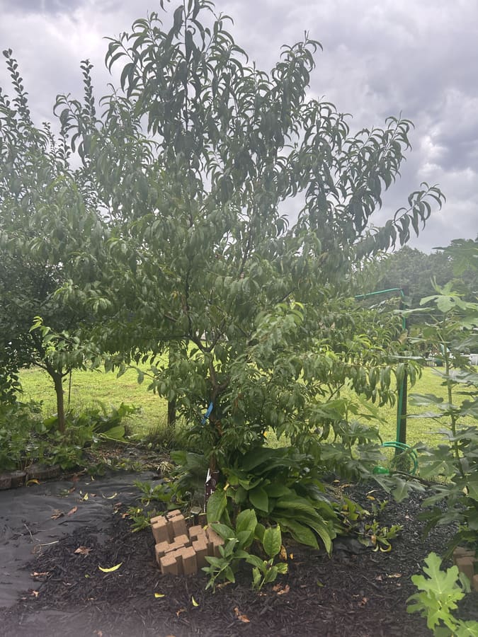 A young peach tree underplanted with a guild of companions