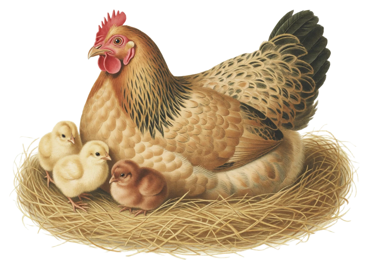 Decorative chicken illustration