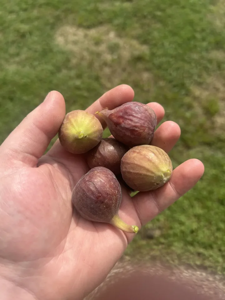 After picking