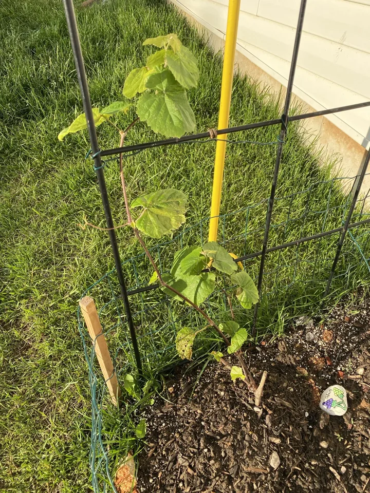 A young vine on its support