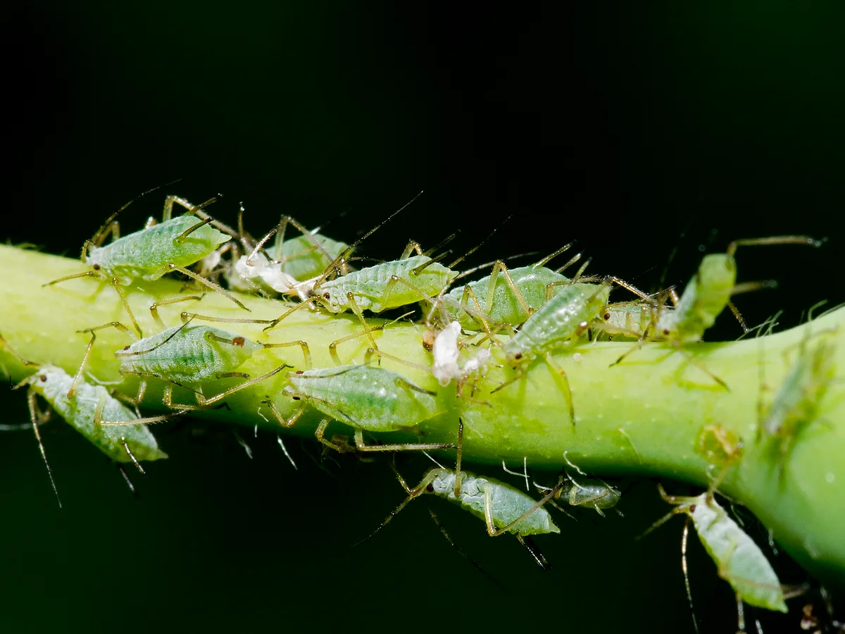 A dense colony of green rose aphids feeding along a young stem