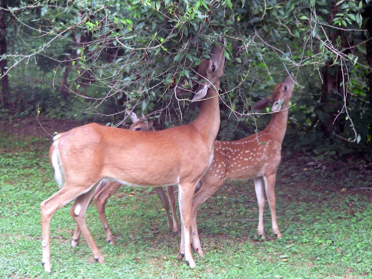 White-tailed deer grazing