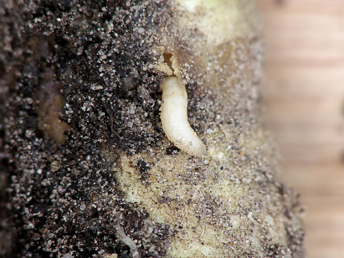 Cabbage root fly maggot in soil at a root