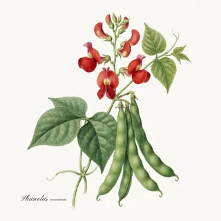 Scarlet Runner — a botanical print from the Beans & Legumes collection, on a white background
