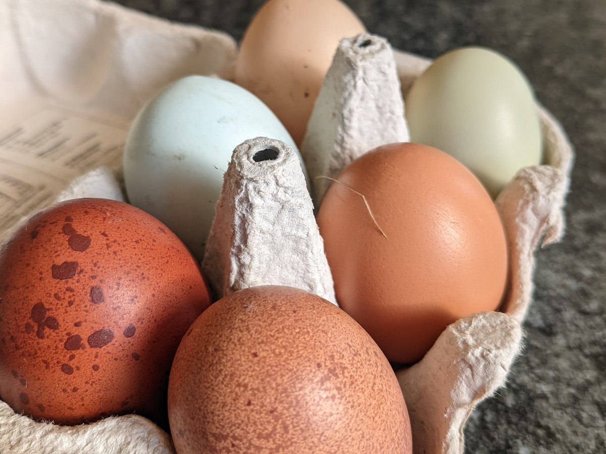 Barnyard mix hatching eggs