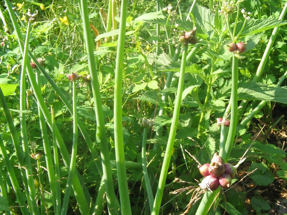 Egyptian walking onion bulbils